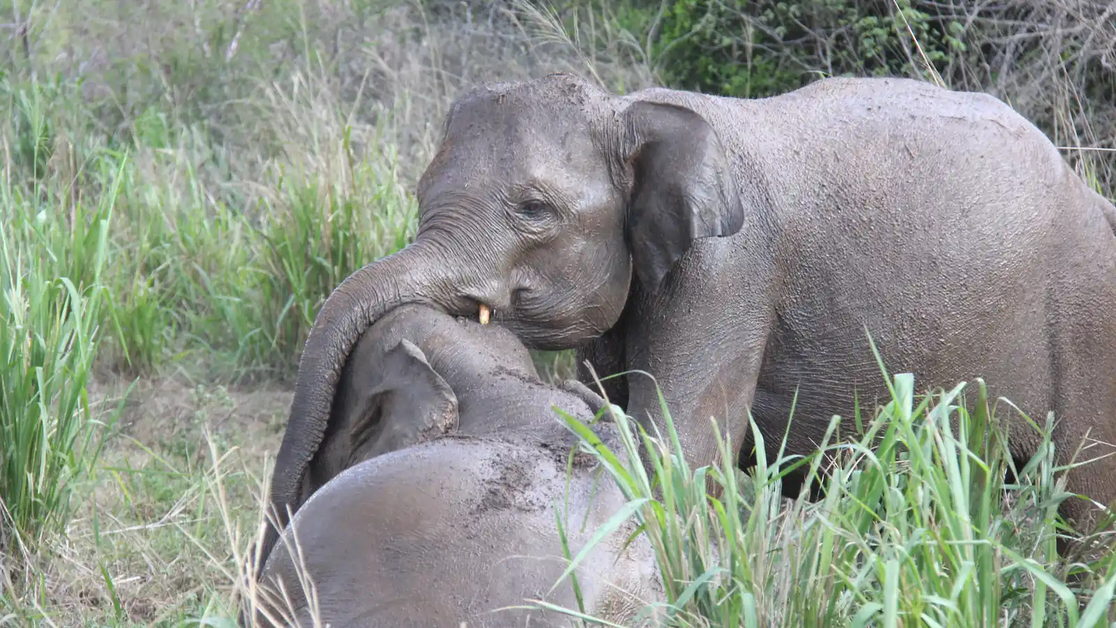 Wild elephants in tall grass