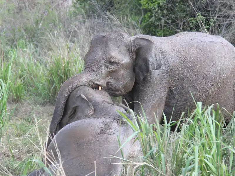 Wild elephants in tall grass