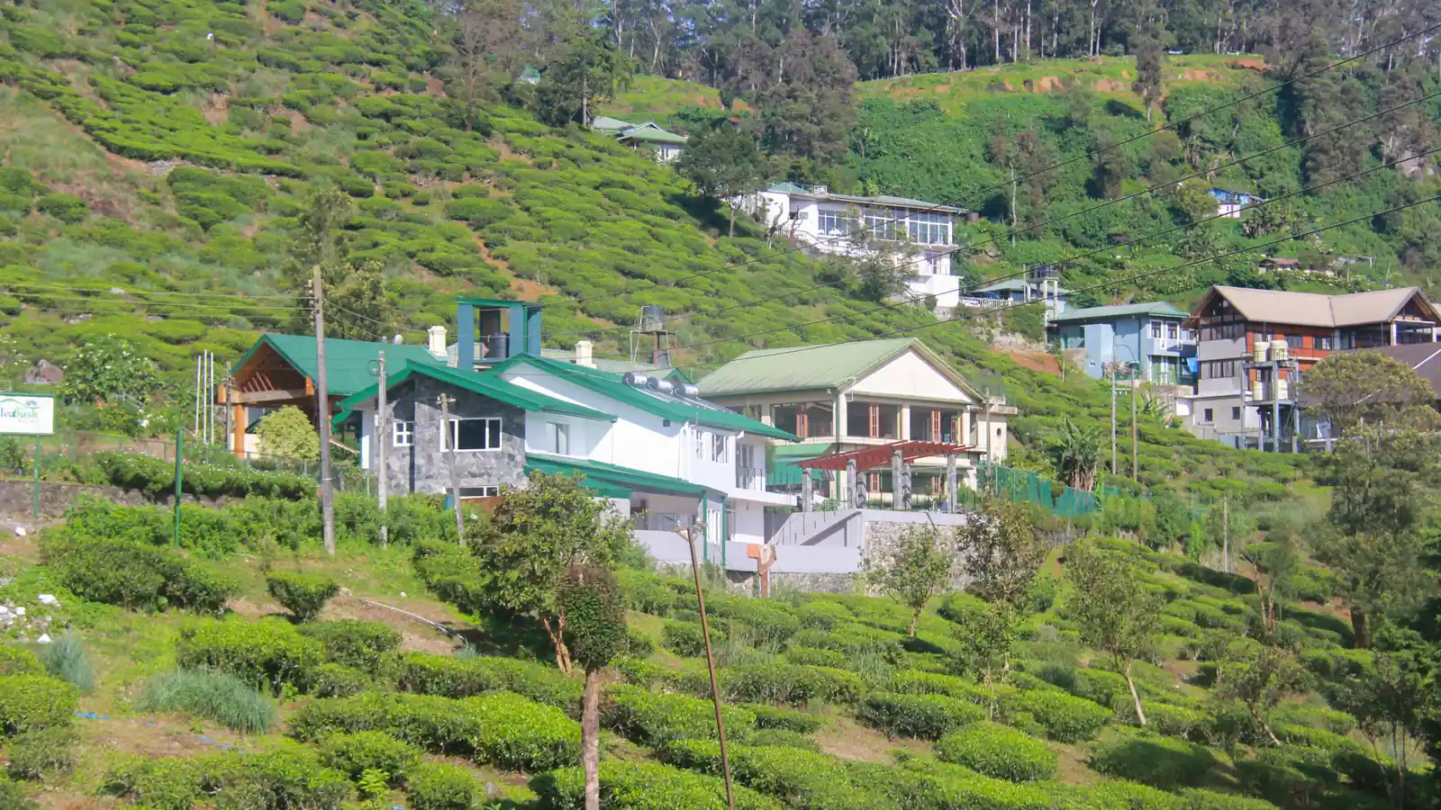 Road winding through hill-country tea estates