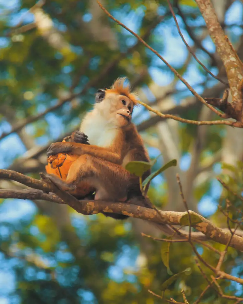 A toque macaque resting on a branch in the forest