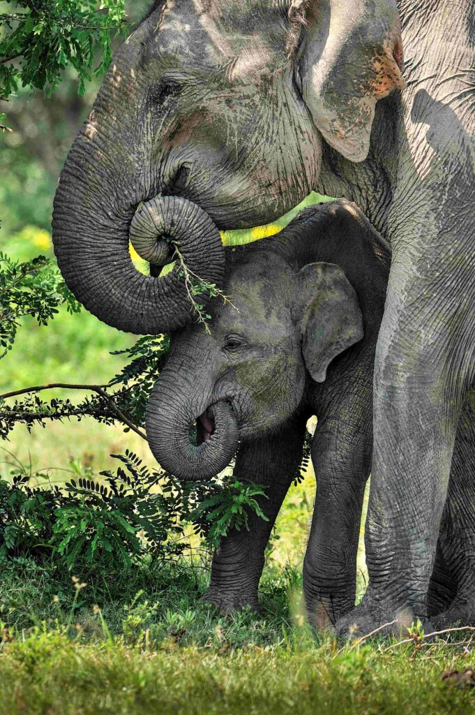 A wild elephant family spotted in Minneriya National Park
