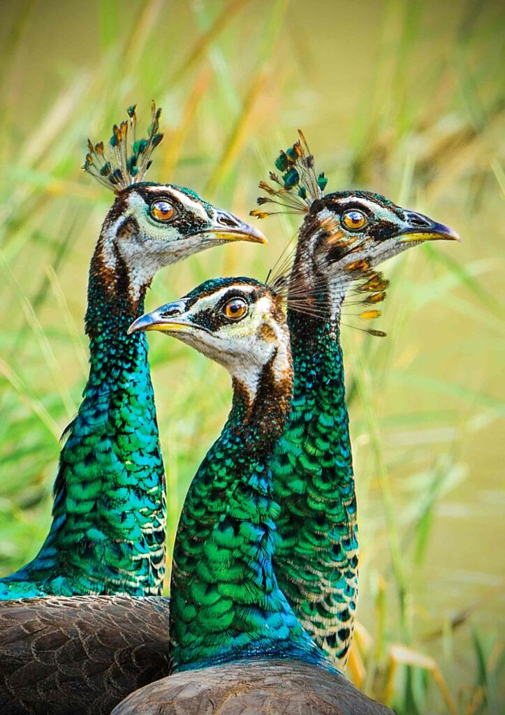 Peacocks in Sri Lanka