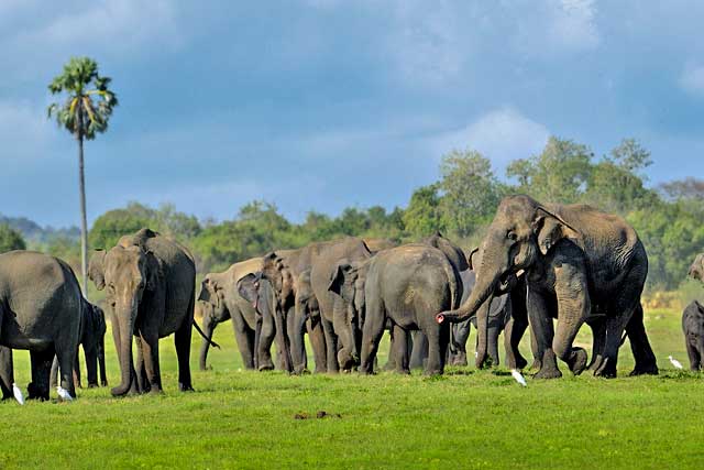 sri lanka tour guides