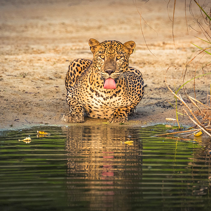 A Sri Lankan leopard drinking water from a lake