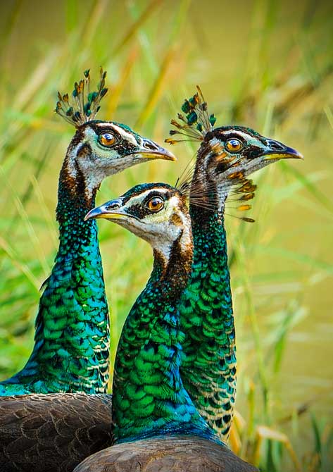 sri lanka tour guides