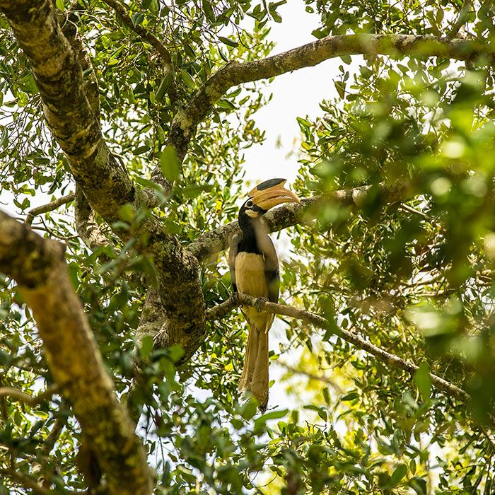 Sri Lanka is a famous destination for Bird Watchers