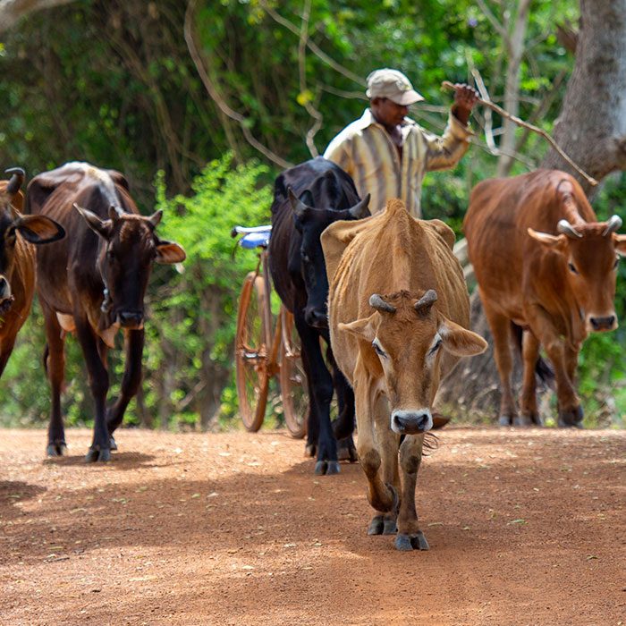 A hoard of buffaloes in a Sri Lanka Village