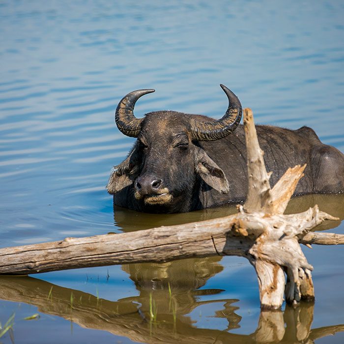 Sri Lankan Water Buffalo