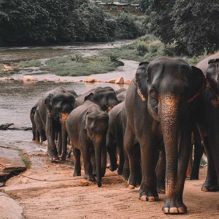 A hoard of elephants in the wild