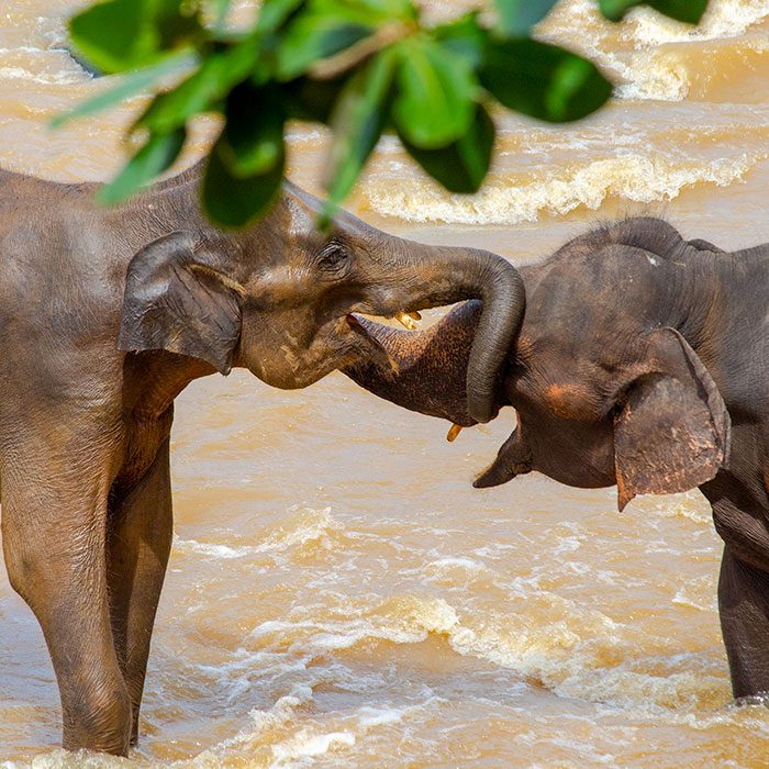 Elephants playing while having a bath in Pinnawala Elephant Orphanage