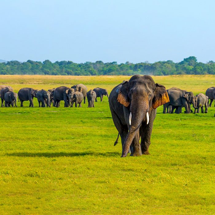 An Elephant looking at the camera