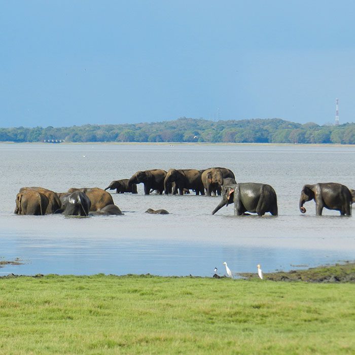 A hoard of elephants relaxing in a lake