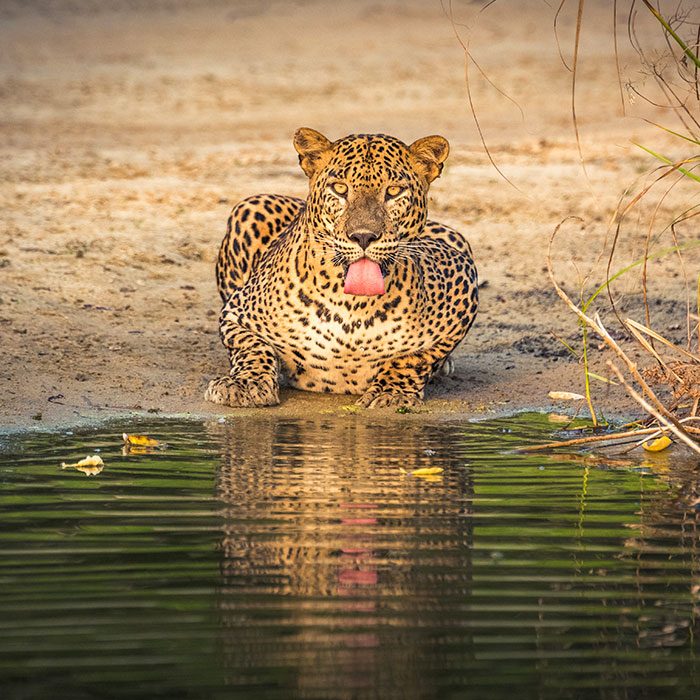 A Sri Lankan leopard drinking water from a lake
