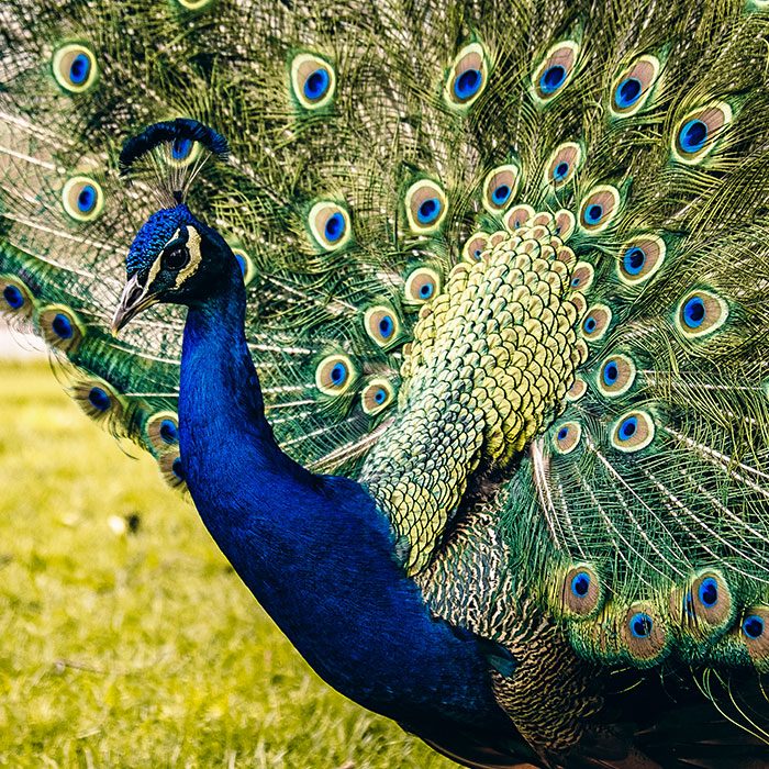 Sri Lankan Peacock