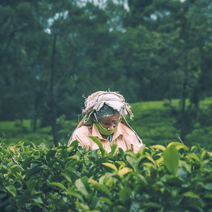A Sri Lankan Woman plucking Tea in Nuwara Eliya