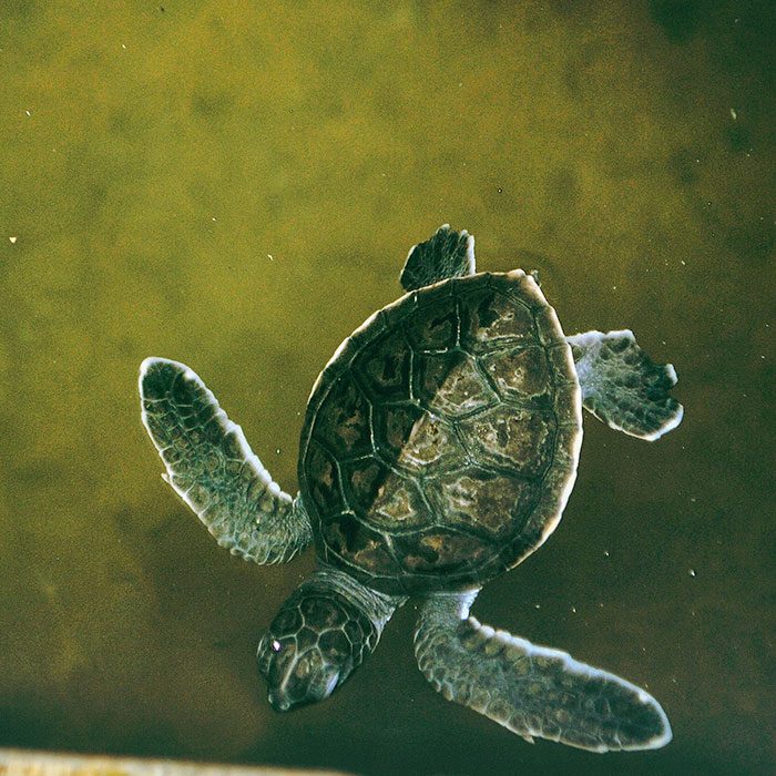 A released Sea Turtle from the Turtle Hatchery, Kosgoda