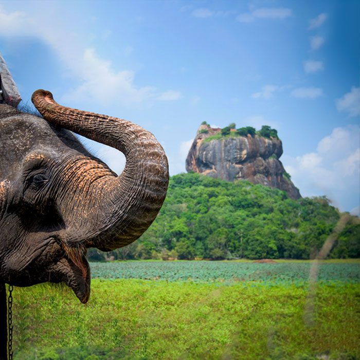 02 of the finest Sri Lanka has to offer: Elephants & History