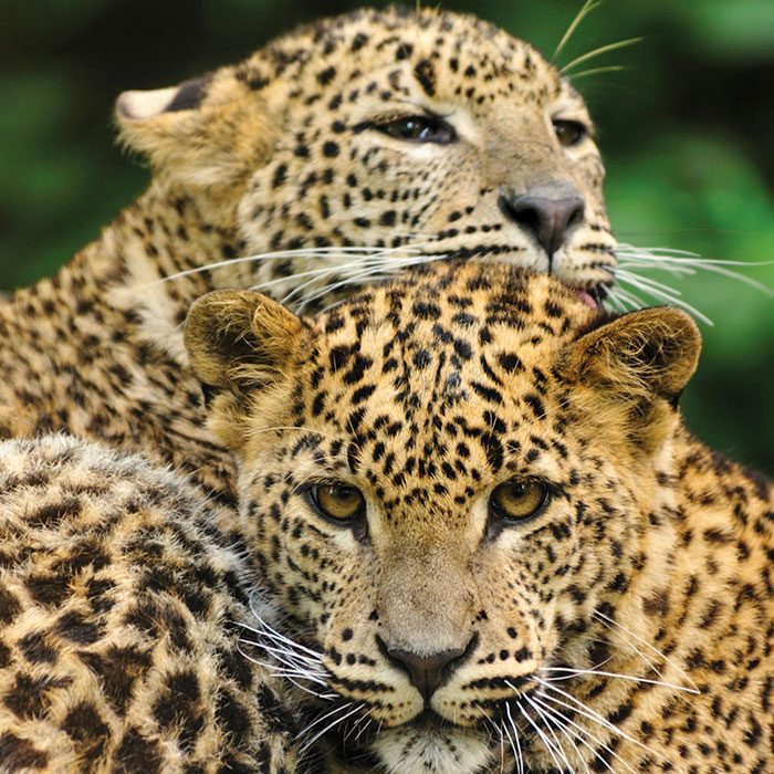Two wild leopards cuddling